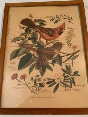 Vtg 1957 framed‎ Arthur Singer cardinals botanical print #1 of a series